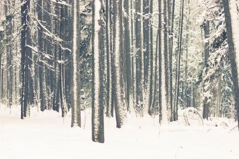 Moody winter forest Stock Photos