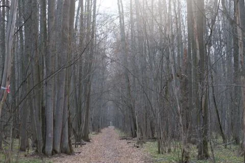 Moody winter forest Stock Photos