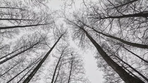 Moody winter forest treetops and a bird flying across the sky Stock Footage 329247206