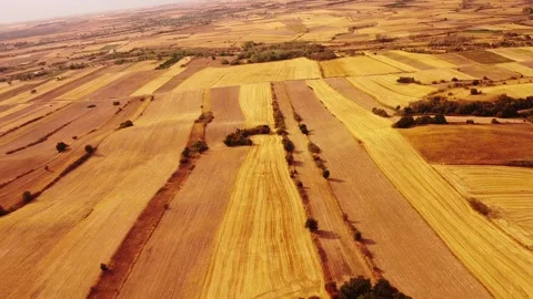 Moody Yellow Fields with Road and Trees – 4K Aerial Drone Footage Stock Footage 319755229