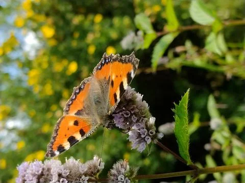 Mooie vlinder zit op de munt. Stock Photos