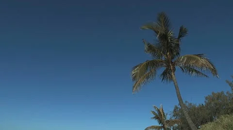 Mooloolaba Beach Palm Stockbeeldmateriaal 8651351