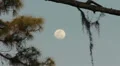 Moom At Dusk HD Footage