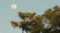 Moom At Dusk HD Footage