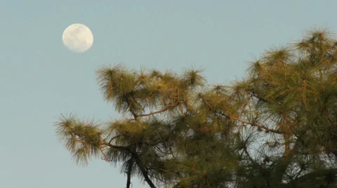 Moom At Dusk Stock-Footage 1832463