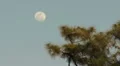 Moom At Dusk HD Footage