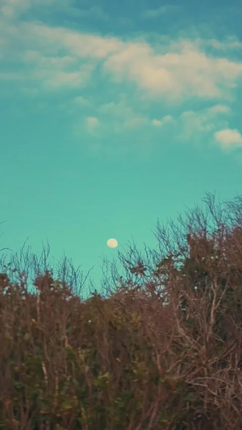 Moon Above Autumn Trees Under Blue Sky with Scattered Clouds Stock Footage 341527626