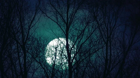 The moon above forest close up time lapse video, strong zoom Stock Footage
