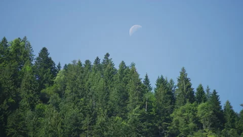 Moon above a forest Stock Footage 218996727