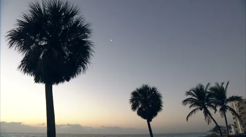 Moon above palms Stock-Footage 986651