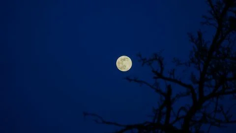 Moon Amidst the Branches Foto stock