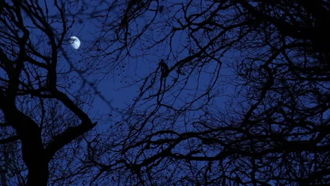 Moon and Bare Branches in Dark Forest Stock Footage 230988994