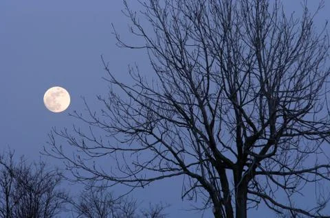 Moon and bare tree Stock Photos