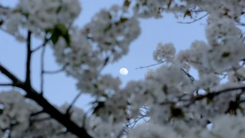 Moon and Cherry Blossoms Fast Motion (600x) - Kyoto, Japan - 4K UHD Stock Footage 106943540