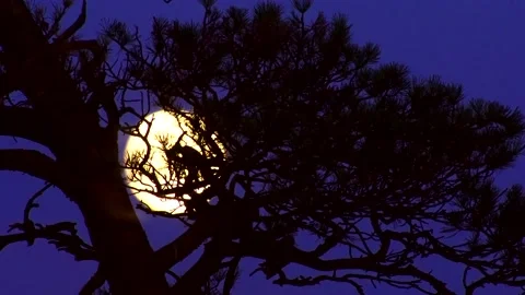 Moon and clouds at sunset Stock Footage 136648344