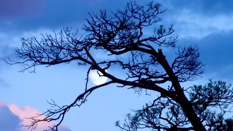 Moon and clouds at sunset Stock Footage 136648792