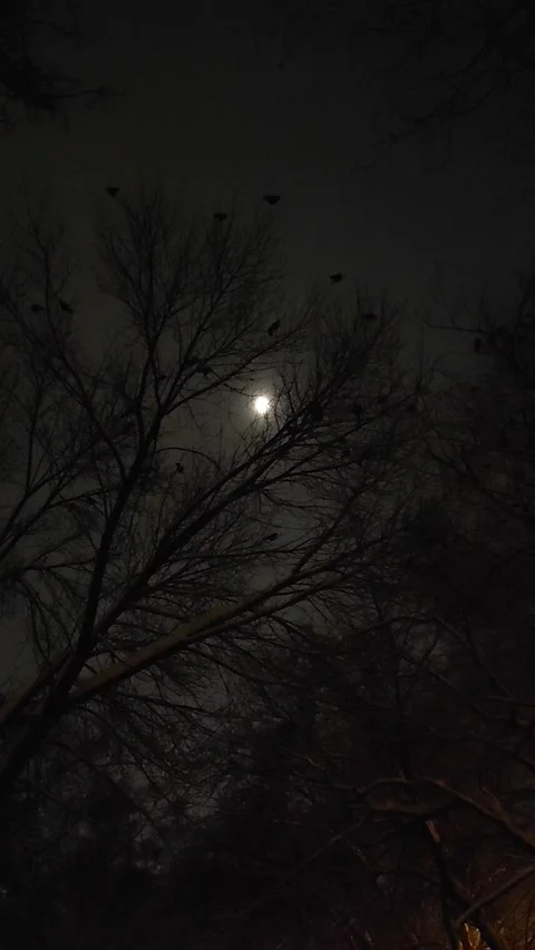 Moon and crows Stock Footage 229767957