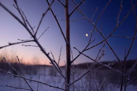 The moon and the dawn through the branches of a tree Fotos de archivo