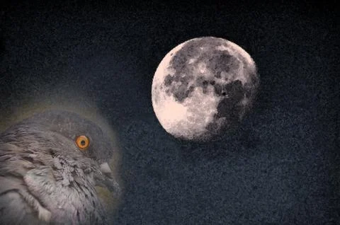 The moon and the dove Illustrazione stock