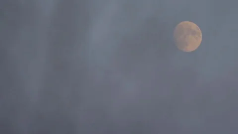 Moon and Dry Bush Stock Footage 78980043