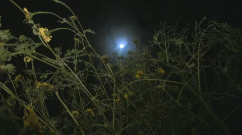 Moon and flowers 스톡 동영상 2737152