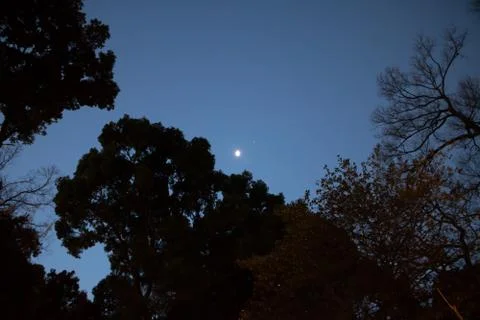 The Moon And Forest Stock Photos