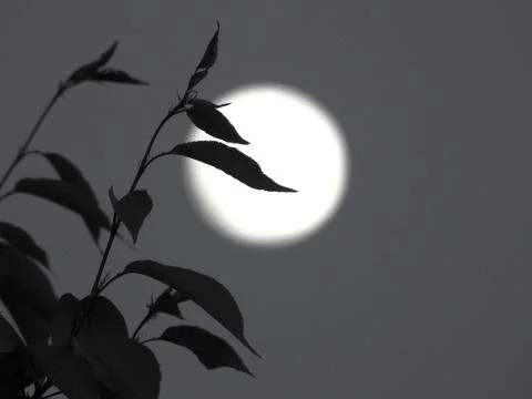 Moon and leaves Stock Photos