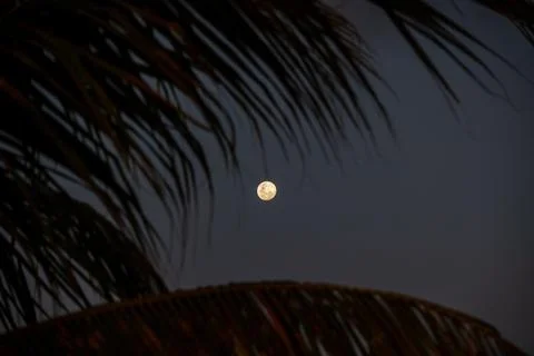 Moon and palm Foto stock