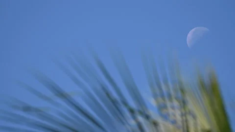 Moon and Palm Tree Stock Footage 166053124