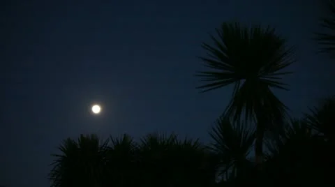 Moon and palm trees 0072 Stock Footage 10680953