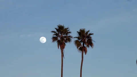 Moon and Palm Trees Stock Footage 101821202