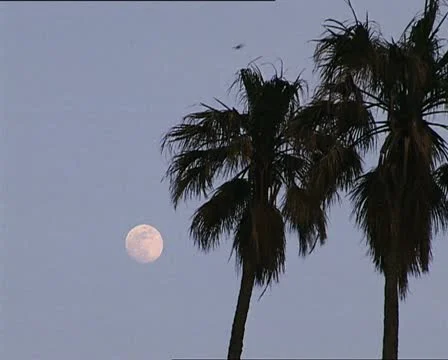 MOON and palms Video stock 12712910