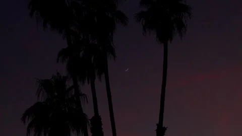 MOON AND PALMTREES Stock Footage 306622237