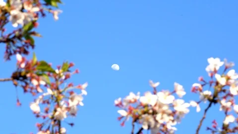 Moon and Pretty Cherry Blossoms in Kyoto, Japan - 4K UHD Stock Footage 106942643