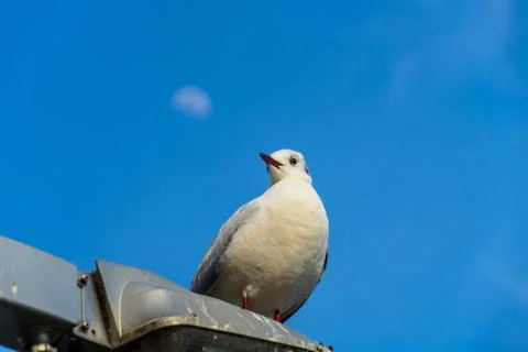 Moon and Seagull Stock Photos