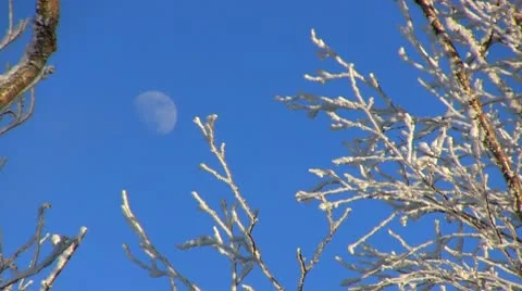 Moon and snowing tree tops Stock Footage 10757499