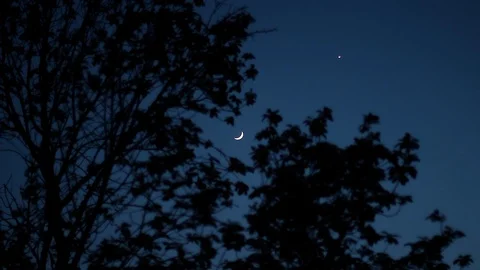 Moon and star sky over forest silhouette at night. Video stock 129713088
