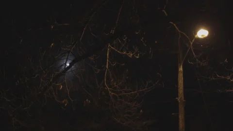 Moon and Street Light Stock Footage 147765535