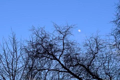 Moon and tree branches without leaves against evening sky Stock Photos