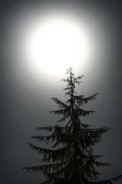 Moon and Tree Stock Photos