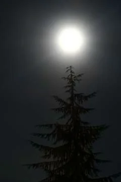 Moon and Tree Stock Photos