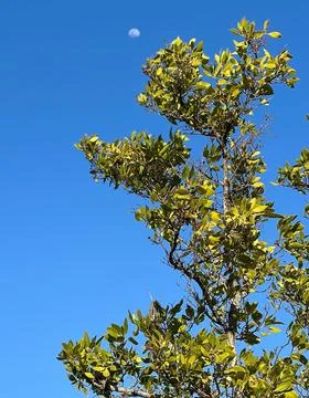 Moon and Tree 스톡 사진