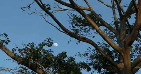 Moon and tree view in 4k Stock Footage 138055348