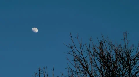 Moon and Trees Video stock 12285963