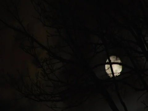 Moon and trees loop Stock Footage 643570