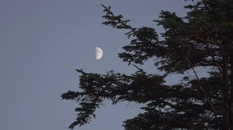 Moon and Trees in Ucluelet, Canada Видео 58718986