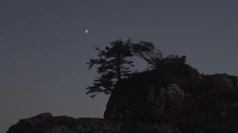Moon and Trees in Ucluelet, Canada Stock Footage 58719459