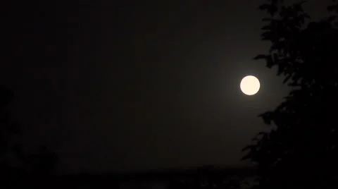 Moon background. Tree silhouette. Night sky Stock Footage 64511867