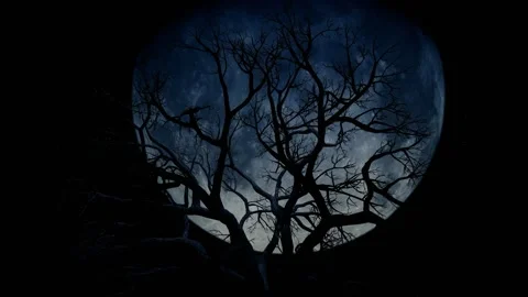 Moon Behind Ancient Gnarled Tree Branches. time lapse Stock Footage 170031151