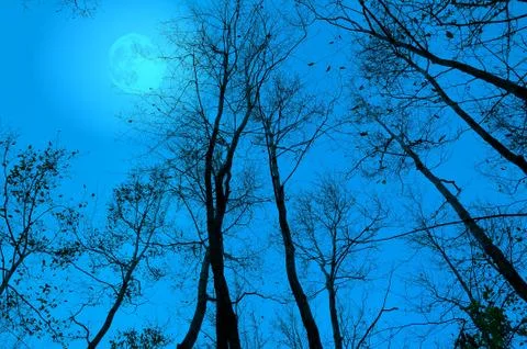 Moon behind the bare branches at night. Stock Illustration